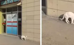 Bacağı kırılan kedi, hastanenin acil servisine geldi