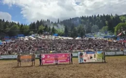 Kafkasör Festivali Boğa Güreşleriyle Sona Erdi